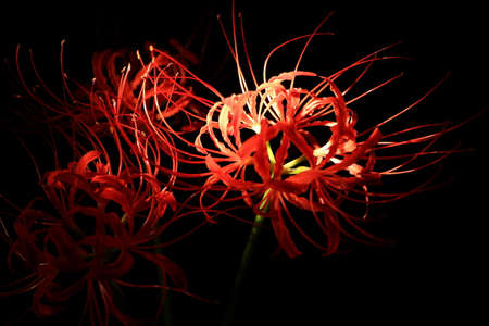 red spider lilyの写真素材