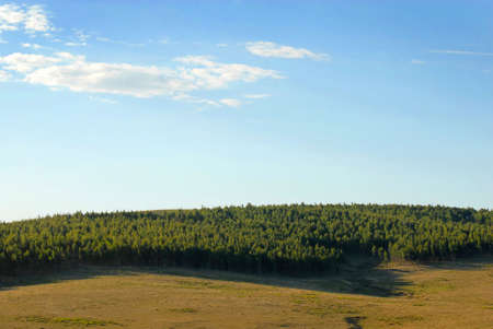 Landscape of a green forestの写真素材