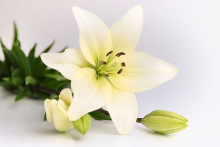Beautiful White Flower background. Useful for presentation greetings in special ocassions.の写真素材