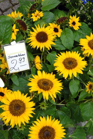 Sunflowers with the price markedの写真素材
