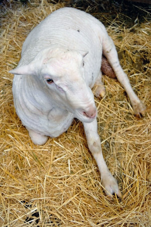 Competition lamb in exhibition