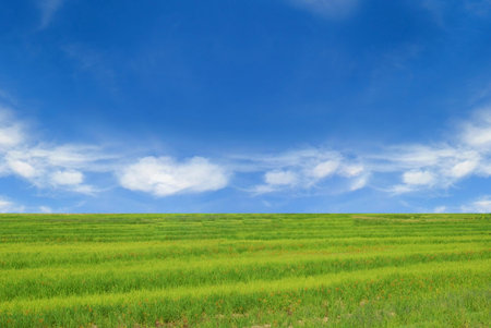 Field of green grass and perfect blue sky background.
