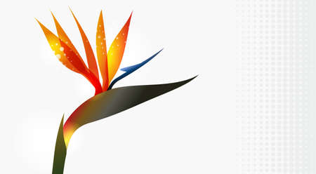 Bird of Paradise flower closeup isolated over white background. EPS10 file version. This illustration contains transparencies and is layered for easy manipulation and custom coloringのイラスト素材