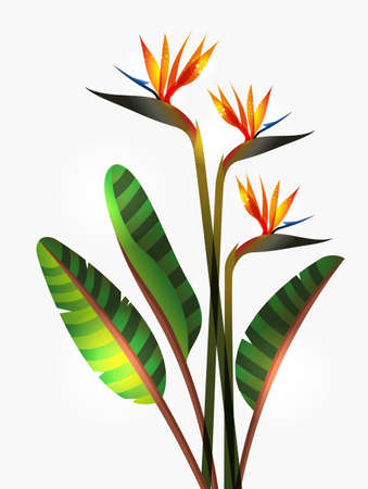 Bird of Paradise flower isolated over white background.  This illustration contains transparencies and is layered for easy manipulation and custom coloringのイラスト素材