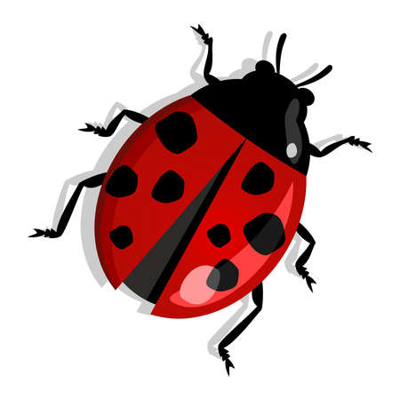Red beetle isolated over white. Vector file layered for easy manipulation and custom coloring.のイラスト素材