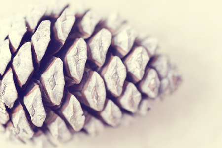 Pine cone macro shot in vintage style. の写真素材