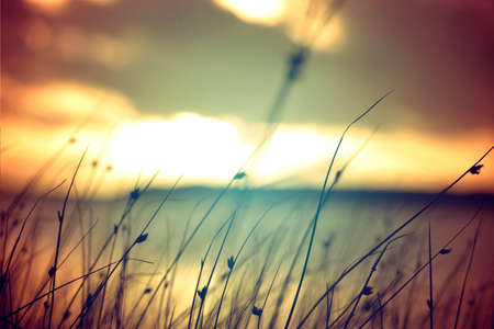 Wild grasses at golden summer sunset vintage landscape .