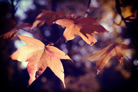 Fall season foliage close up of tree branch and leaves with soft blur background.