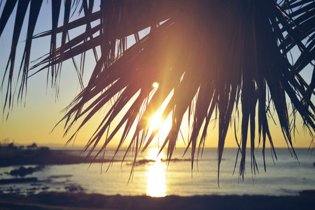 Summer time paradise sunset beach background with palm tree leaf and vintage filter effect.の写真素材