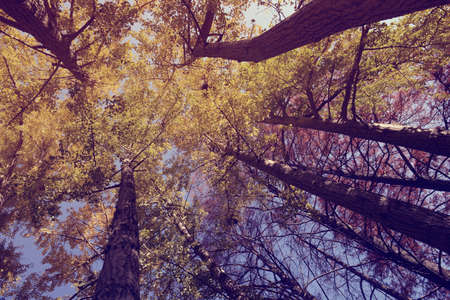 View from below of trees in the park with vintage style filter.の写真素材
