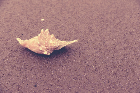 Seashell on wet sand closeup, vintage style filter effect.の写真素材