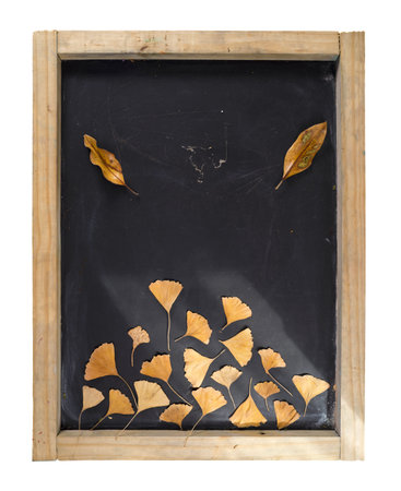 Fall composition: autumn tree leaves on blackboard frame background. Ideal for season greeting card, thanksgiving or campaign. の写真素材