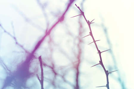 Closeup of winter thorn branch in the wilderness with vintage hipster filter and blur background.の写真素材