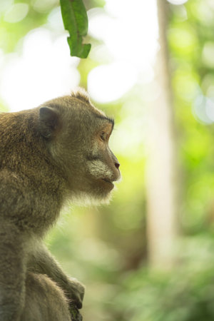 Wild monkey on jungle tree branch profile face portrait. Wildlife conservation and animal rights...