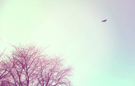 Winter tree and bird flying free in the sky, vintage style filter effect.の写真素材