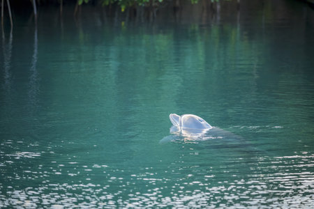 Dolphin swimming above water surface in peaceful tropical coast, sea life outdoor scene.の写真素材