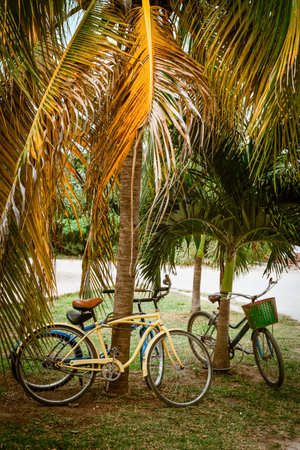 Tourist bicycles parked in palm tree on summer time. Think green transport concept, eco friendly tourism, healthy sustainable lifestyle.の写真素材