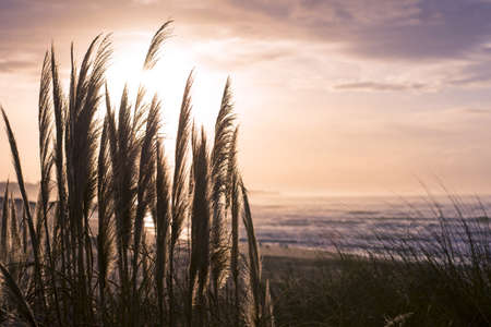 Vintage beach landscape on summertime, wild grass plant and sea shore background.の写真素材