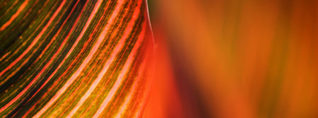 Abstract nature close up shot of colorful plant leaf with blur effect in social media banner format.