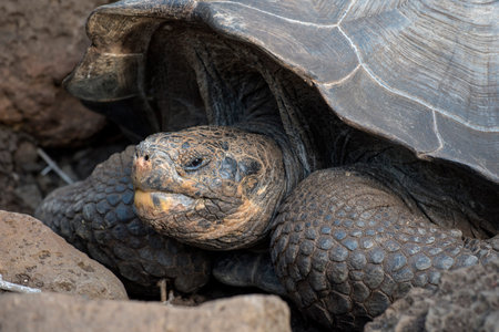 Close up shot of old giant tortoise in natural environment, wildlife conservation scene on galapagos...