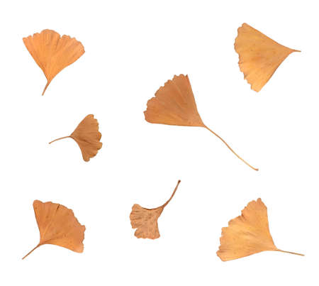 Isolated autumn ginkgo biloba tree leaves on empty white backgroundの写真素材