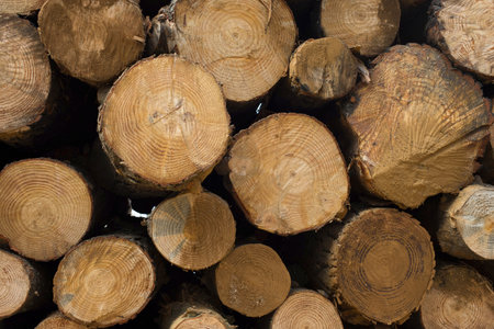 Wood tree logs cut for lumber industry. Wooden trunk pile, timber stack texture background.