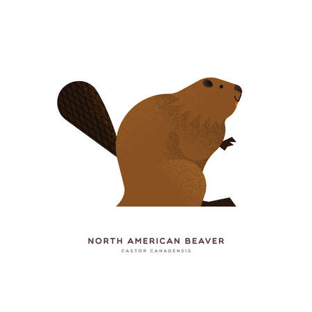 North american beaver animal illustration on isolated white background. Educational wildlife design with fauna species name label.のイラスト素材