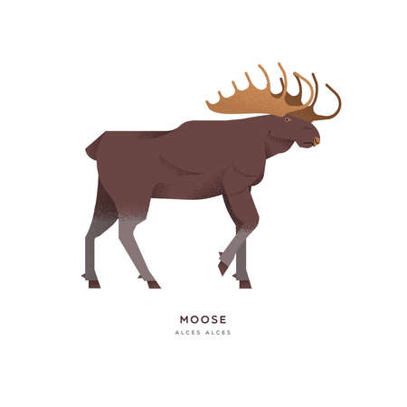 Wild moose animal illustration of big antler elk on isolated white background. Educational wildlife design with fauna species name label.のイラスト素材