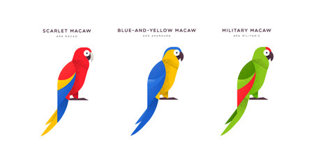 Colorful macaw parrot bird animal illustration on isolated white background. Educational wildlife...