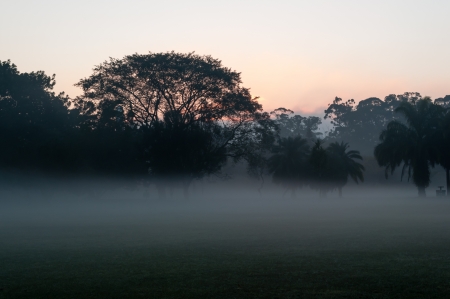rising sun in the ibirapuera park, sao pauloの写真素材