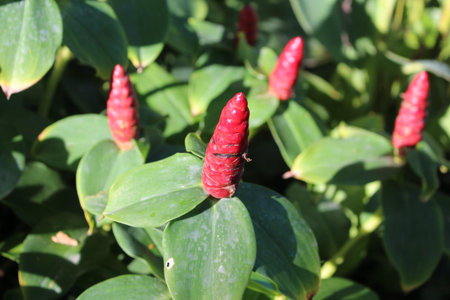 A beautiful red flowers with a leaves  