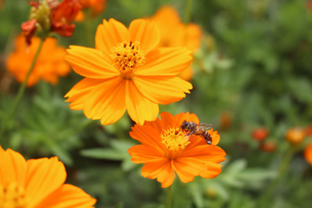 A Bee drinking a nectar from an orange flower の写真素材