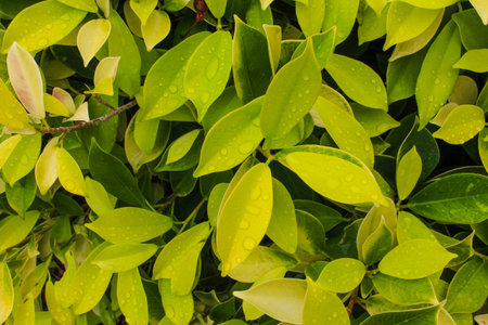 Bush of green leaves in a park