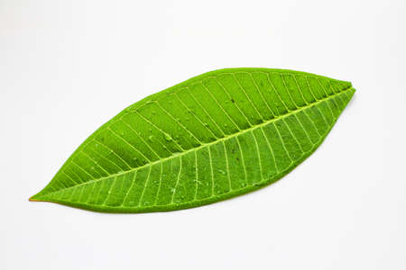 An isolated leaves on white backgroundの写真素材
