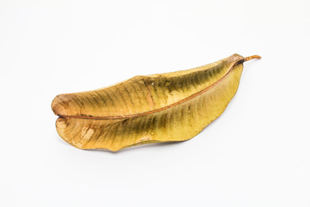 An isolated leaves on white background
