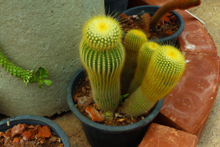 A little Cactus in a parkの写真素材