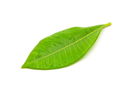 Leaf isolated on white backgroundの写真素材