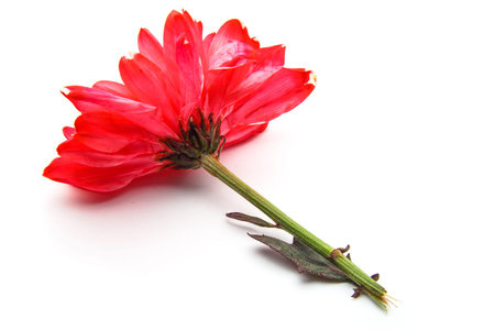 Fresh red flower. Isolated on white backgroundの写真素材