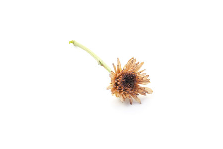 Dry flower isolated on white backgroundの写真素材