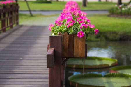 Impala Lily with blur backgroundの写真素材