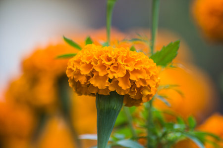 Marigold flower with blur backgroundの写真素材
