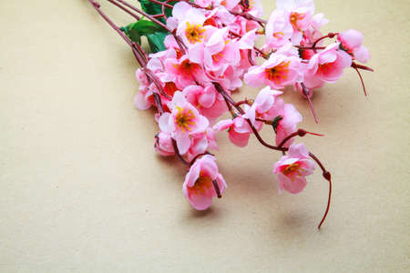 Cherry blossom model isolated on seamless brown paper backgroundの写真素材