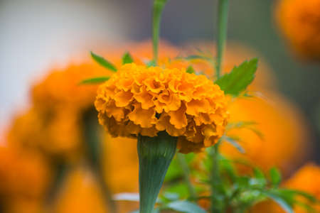 Marigold flower with blur の写真素材