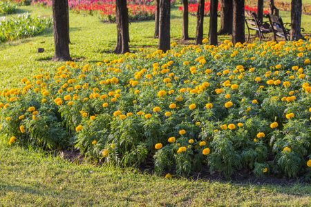 Marigold flower with blur backgroundの写真素材
