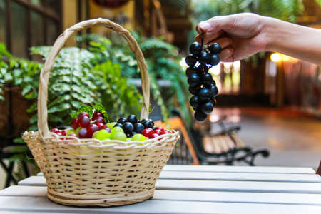 Hand holding purple grape with basket of grapeの写真素材
