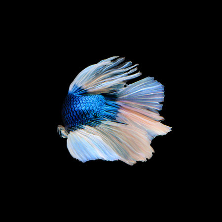 Siamese fighting fish  isolated on black background.