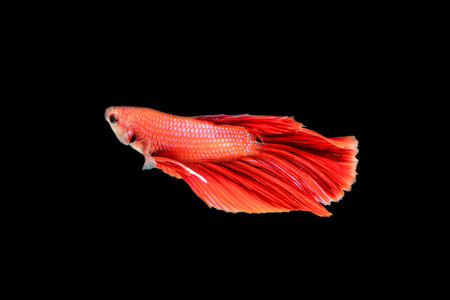 Siamese fighting fish  isolated on black background.