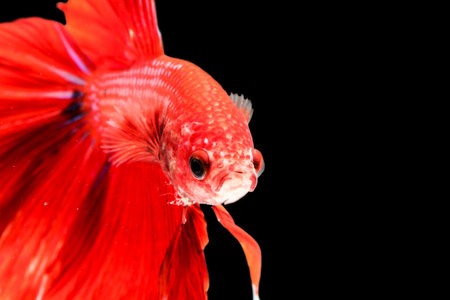 Siamese fighting fish  isolated on black background.