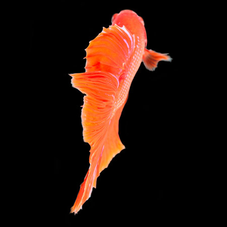 Siamese fighting fish  isolated on black background.