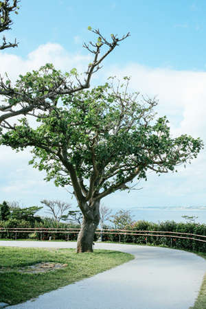 OKINAWA, JAPAN - Jan 14 2017: Okinawa Churaumi Aquarium in Okinawa , Japan, The largest aquariums in Japanのeditorial素材
